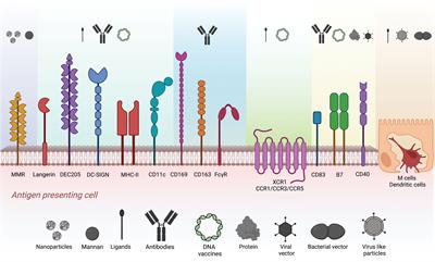 Corrigendum: Recent advances in antigen targeting to antigen-presenting cells in veterinary medicine